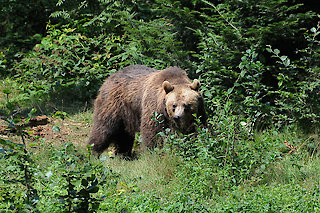 Braunbär im Nationalpark Bayerischer Wald